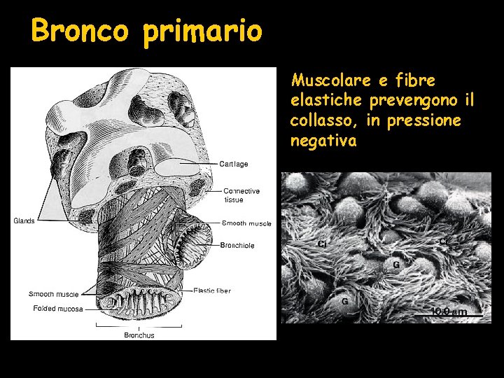 Bronco primario Muscolare e fibre elastiche prevengono il collasso, in pressione negativa 