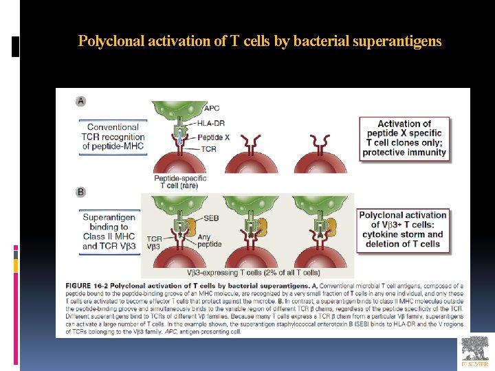 Polyclonal activation of T cells by bacterial superantigens 