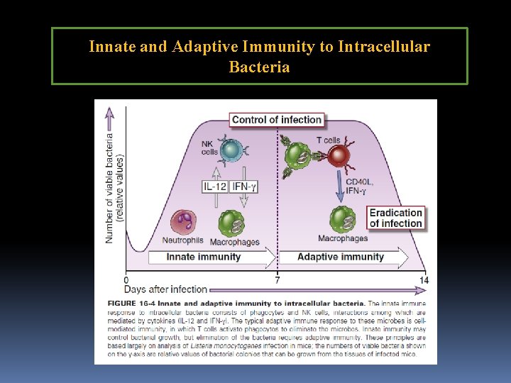 Innate and Adaptive Immunity to Intracellular Bacteria 