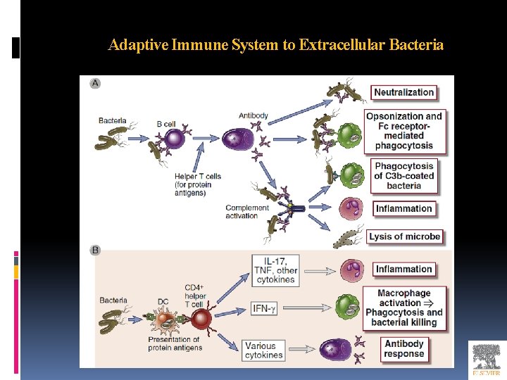 Adaptive Immune System to Extracellular Bacteria 