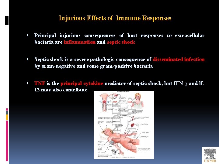 Injurious Effects of Immune Responses Principal injurious consequences of host responses to extracellular bacteria