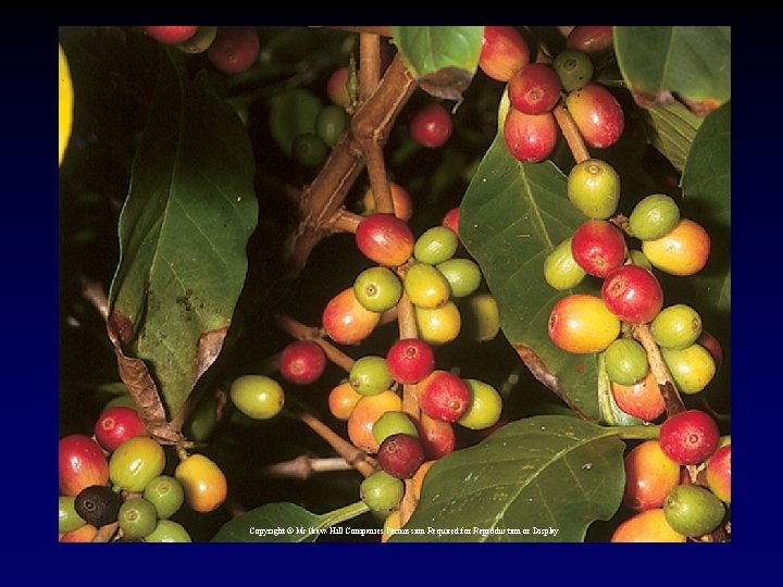 Copyright © Mc. Graw-Hill Companies Permission Required for Reproduction or Display 