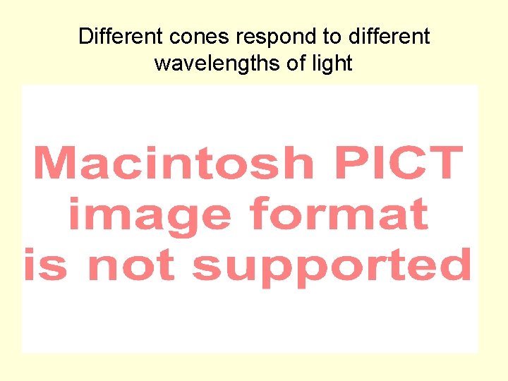 Different cones respond to different wavelengths of light 