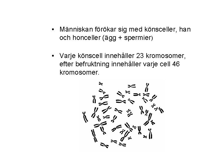  • Människan förökar sig med könsceller, han och honceller (ägg + spermier) •