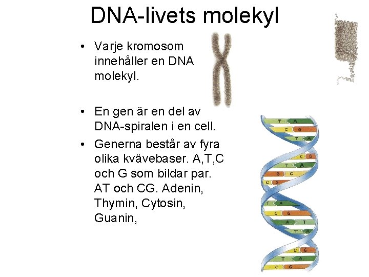 DNA-livets molekyl • Varje kromosom innehåller en DNA molekyl. • En gen är en