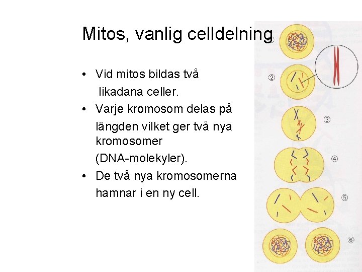 Mitos, vanlig celldelning • Vid mitos bildas två likadana celler. • Varje kromosom delas