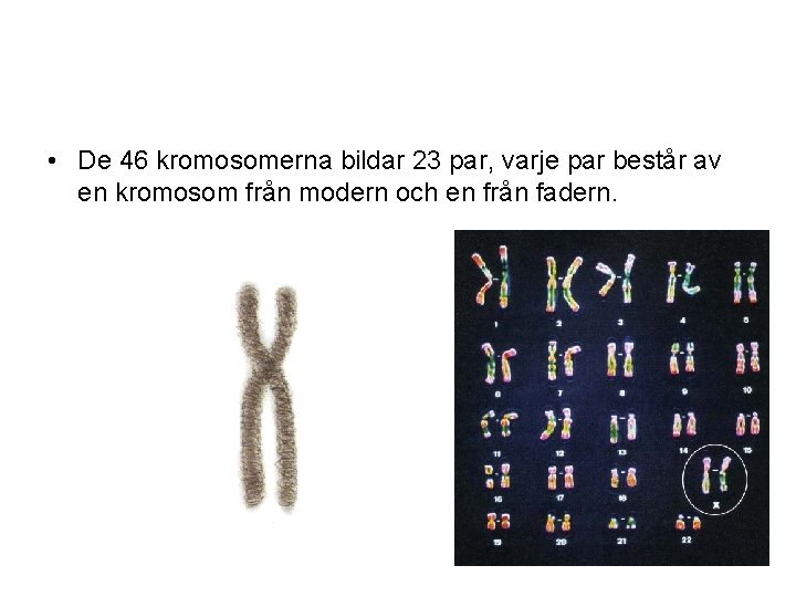  • De 46 kromosomerna bildar 23 par, varje par består av en kromosom