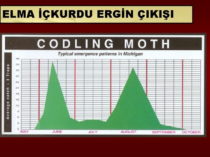 ELMA İÇKURDU ERGİN ÇIKIŞI 