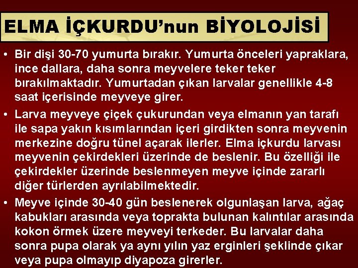 ELMA İÇKURDU’nun BİYOLOJİSİ • Bir dişi 30 -70 yumurta bırakır. Yumurta önceleri yapraklara, ince