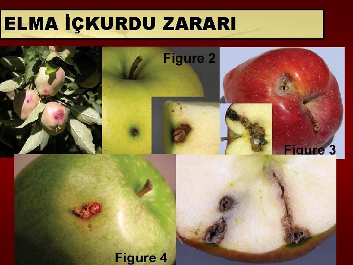 ELMA İÇKURDU ZARARI 