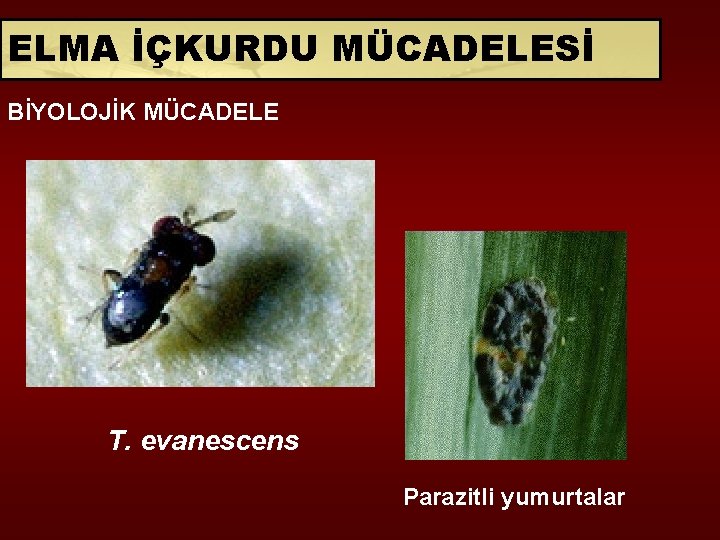 ELMA İÇKURDU MÜCADELESİ BİYOLOJİK MÜCADELE T. evanescens Parazitli yumurtalar 