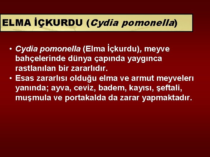 ELMA İÇKURDU (Cydia pomonella) • Cydia pomonella (Elma İçkurdu), meyve bahçelerinde dünya çapında yaygınca