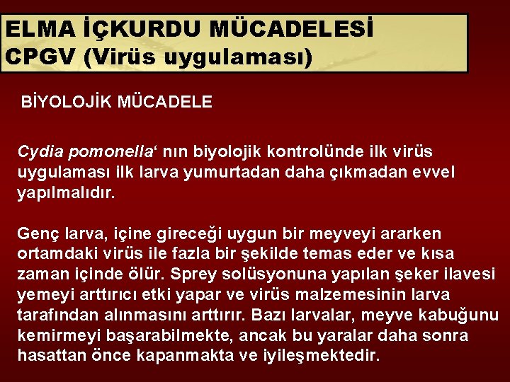 ELMA İÇKURDU MÜCADELESİ CPGV (Virüs uygulaması) BİYOLOJİK MÜCADELE Cydia pomonella‘ nın biyolojik kontrolünde ilk