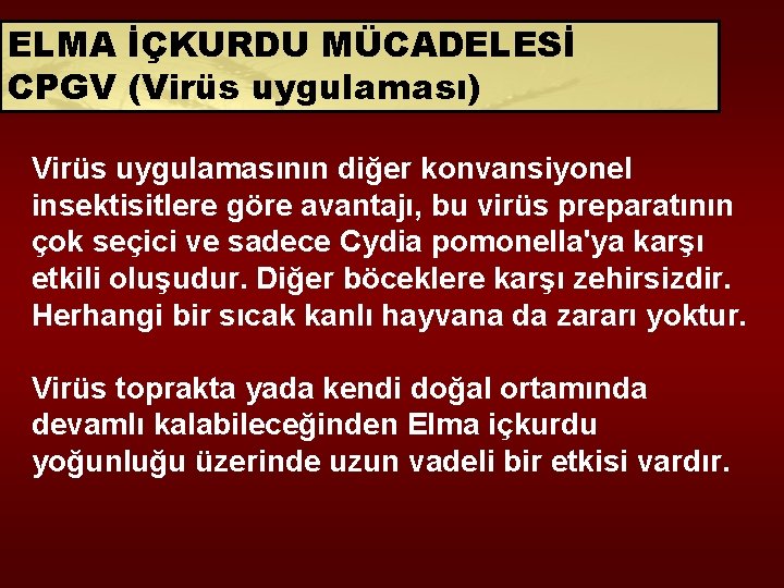 ELMA İÇKURDU MÜCADELESİ CPGV (Virüs uygulaması) Virüs uygulamasının diğer konvansiyonel insektisitlere göre avantajı, bu