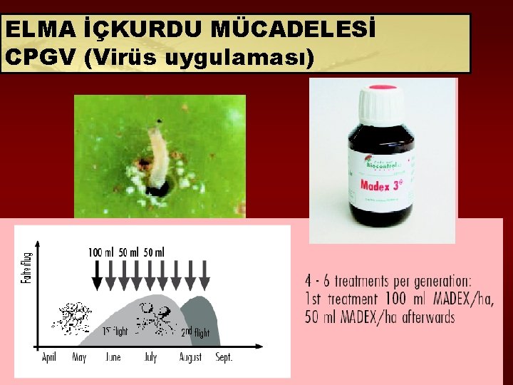 ELMA İÇKURDU MÜCADELESİ CPGV (Virüs uygulaması) 