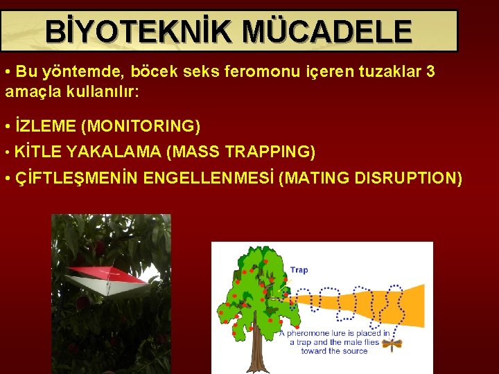 BİYOTEKNİK MÜCADELE • Bu yöntemde, böcek seks feromonu içeren tuzaklar 3 amaçla kullanılır: •