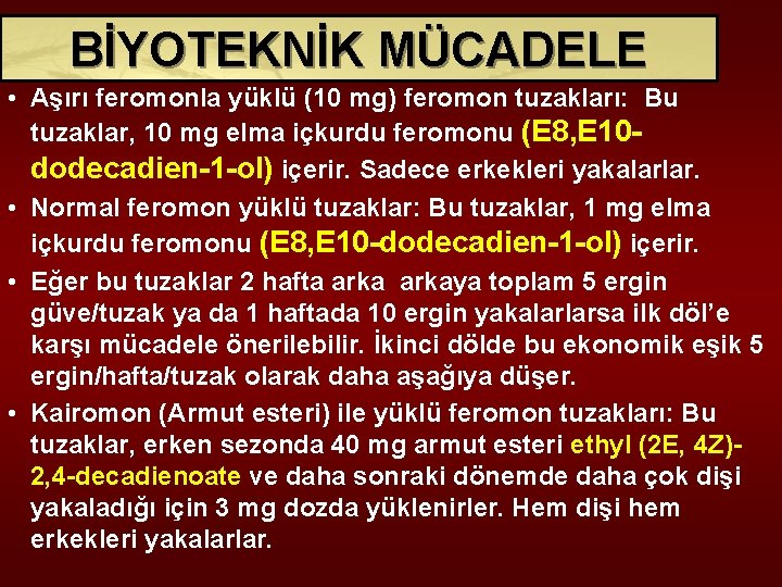 BİYOTEKNİK MÜCADELE • Aşırı feromonla yüklü (10 mg) feromon tuzakları: Bu tuzaklar, 10 mg