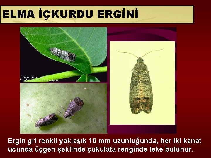 ELMA İÇKURDU ERGİNİ Ergin gri renkli yaklaşık 10 mm uzunluğunda, her iki kanat ucunda