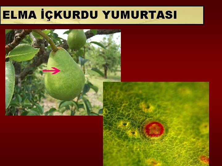 ELMA İÇKURDU YUMURTASI 