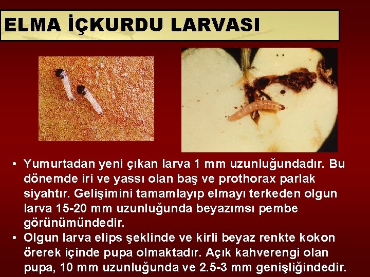 ELMA İÇKURDU LARVASI • Yumurtadan yeni çıkan larva 1 mm uzunluğundadır. Bu dönemde iri