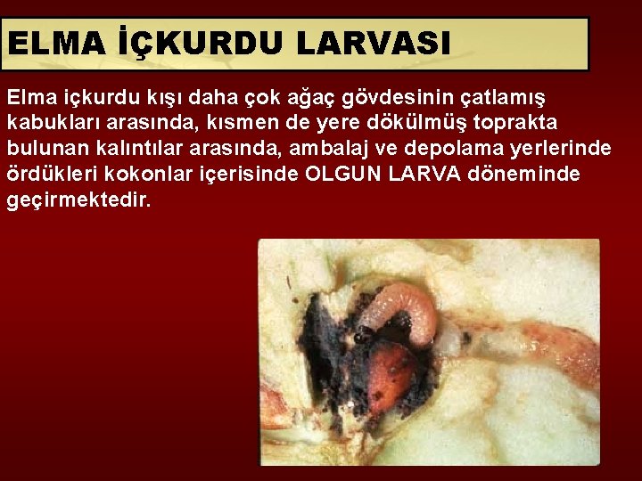 ELMA İÇKURDU LARVASI Elma içkurdu kışı daha çok ağaç gövdesinin çatlamış kabukları arasında, kısmen