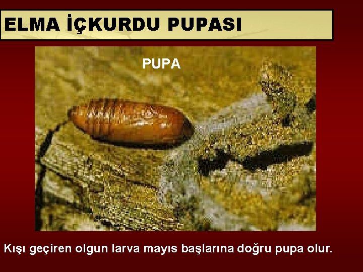 ELMA İÇKURDU PUPASI PUPA Kışı geçiren olgun larva mayıs başlarına doğru pupa olur. 