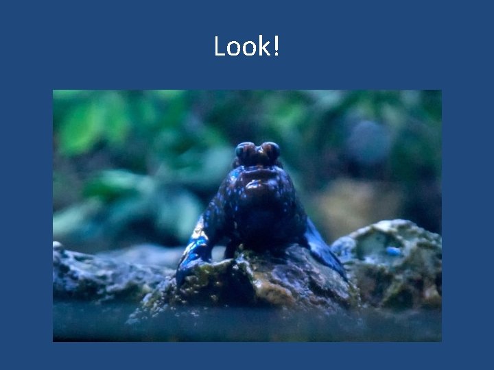 Look! 