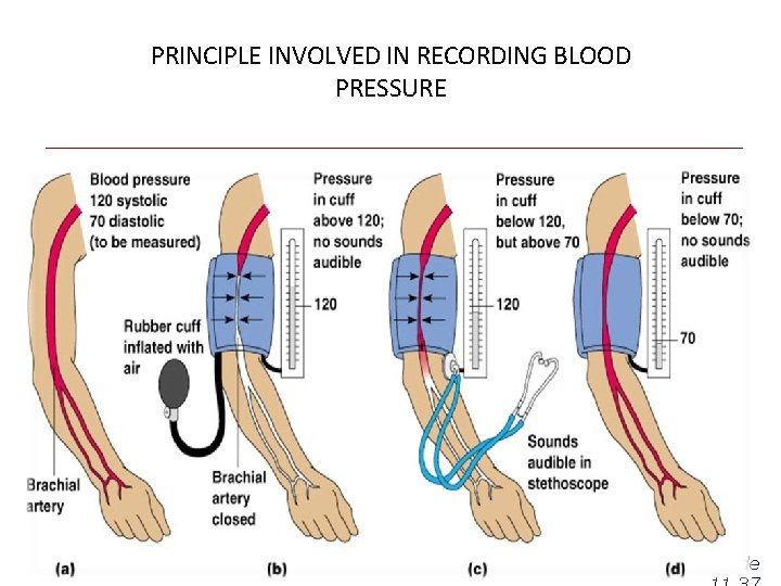 PRINCIPLE INVOLVED IN RECORDING BLOOD PRESSURE Slide 