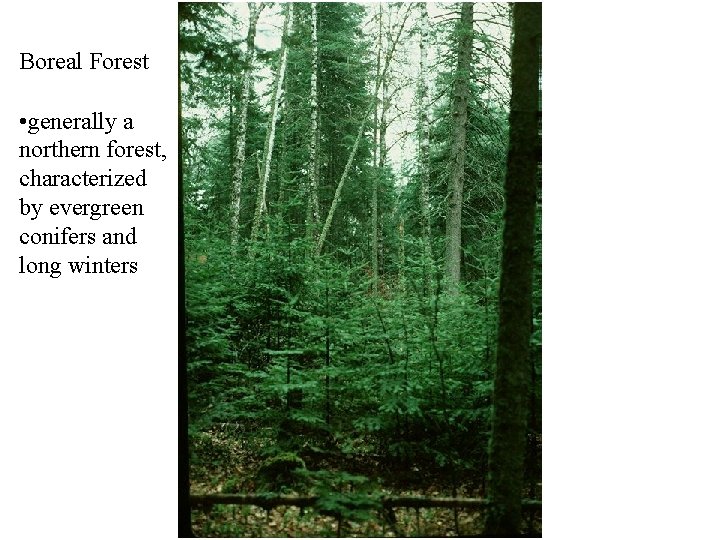 Boreal Forest • generally a northern forest, characterized by evergreen conifers and long winters