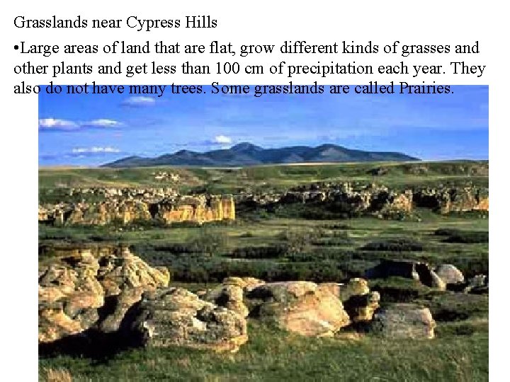 Grasslands near Cypress Hills • Large areas of land that are flat, grow different