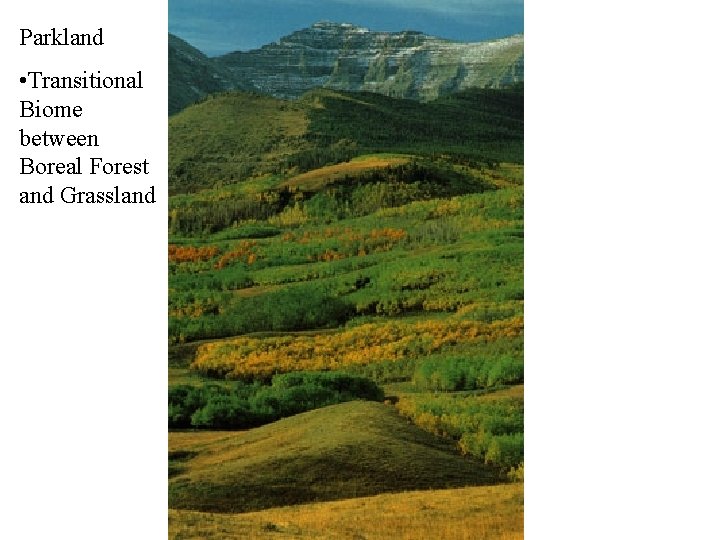 Parkland • Transitional Biome between Boreal Forest and Grassland 