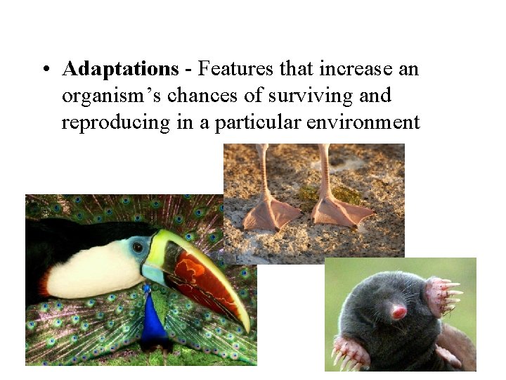  • Adaptations - Features that increase an organism’s chances of surviving and reproducing