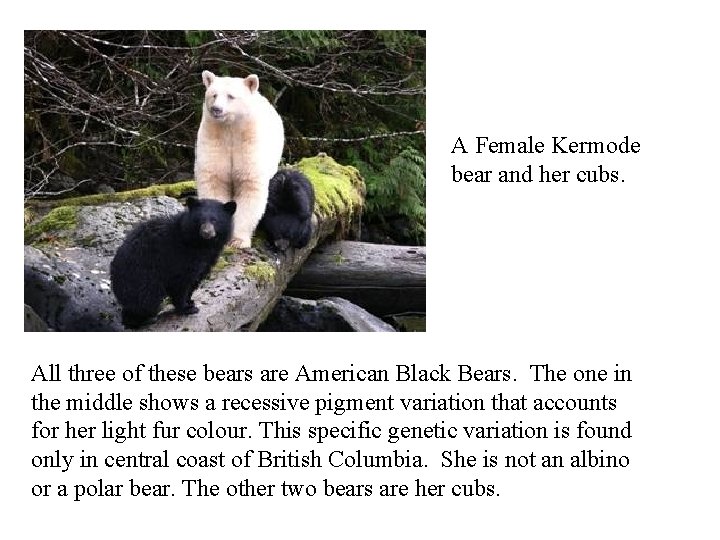 A Female Kermode bear and her cubs. All three of these bears are American
