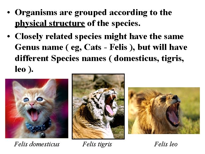  • Organisms are grouped according to the physical structure of the species. •