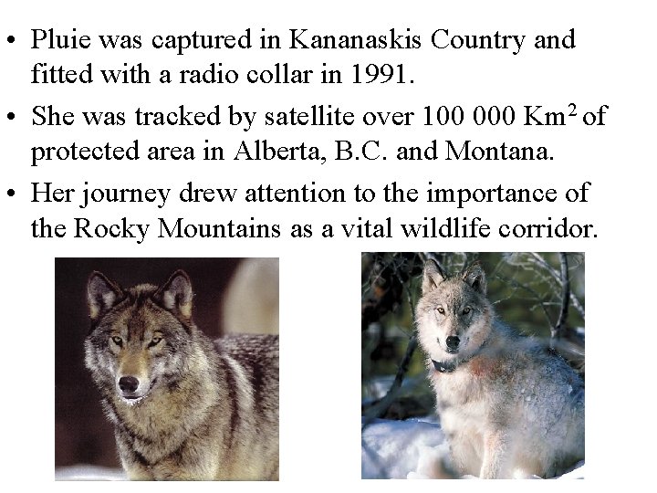  • Pluie was captured in Kananaskis Country and fitted with a radio collar