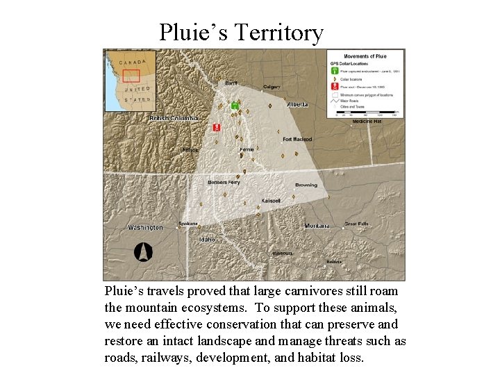 Pluie’s Territory Pluie’s travels proved that large carnivores still roam the mountain ecosystems. To