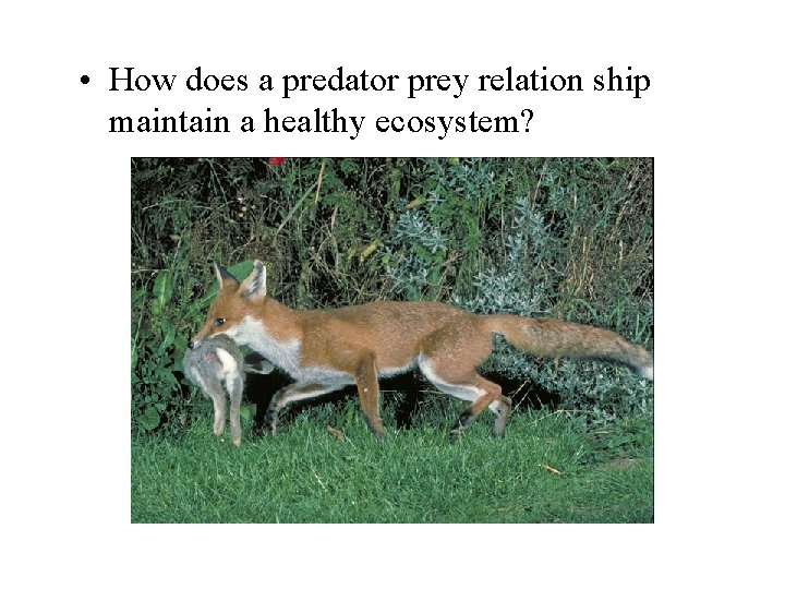  • How does a predator prey relation ship maintain a healthy ecosystem? 