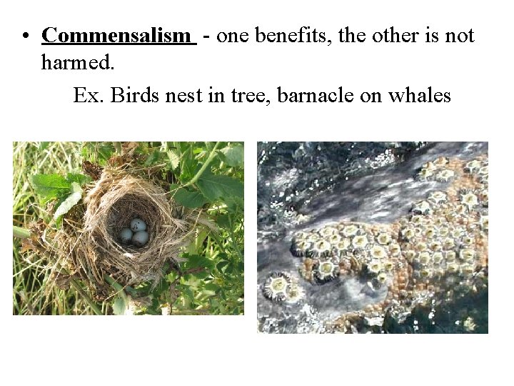  • Commensalism - one benefits, the other is not harmed. Ex. Birds nest
