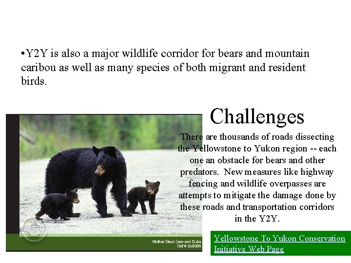  • Y 2 Y is also a major wildlife corridor for bears and