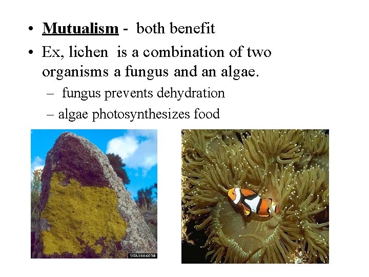  • Mutualism - both benefit • Ex, lichen is a combination of two