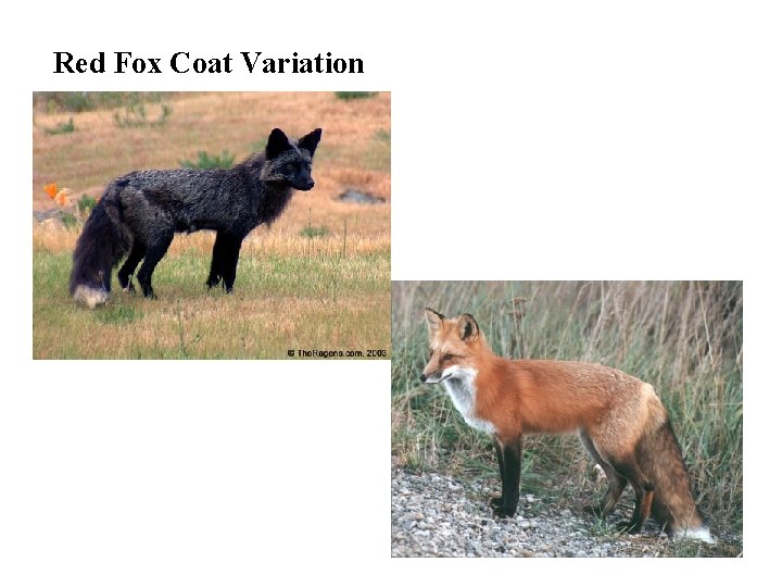 Red Fox Coat Variation 