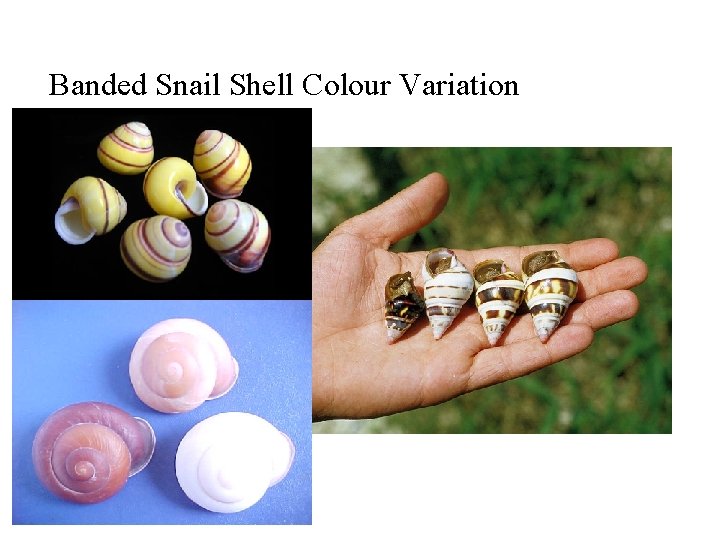 Banded Snail Shell Colour Variation 