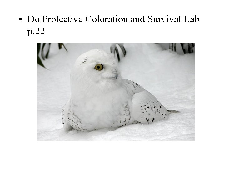  • Do Protective Coloration and Survival Lab p. 22 