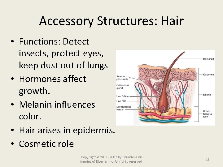 Accessory Structures: Hair • Functions: Detect insects, protect eyes, keep dust out of lungs