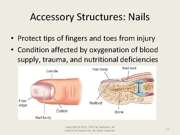 Accessory Structures: Nails • Protect tips of fingers and toes from injury • Condition