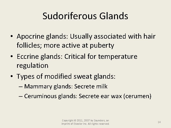 Sudoriferous Glands • Apocrine glands: Usually associated with hair follicles; more active at puberty