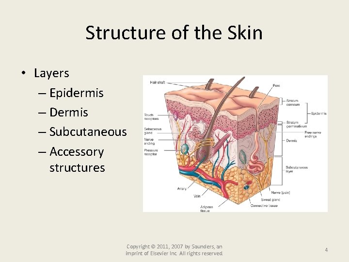 Structure of the Skin • Layers – Epidermis – Dermis – Subcutaneous – Accessory
