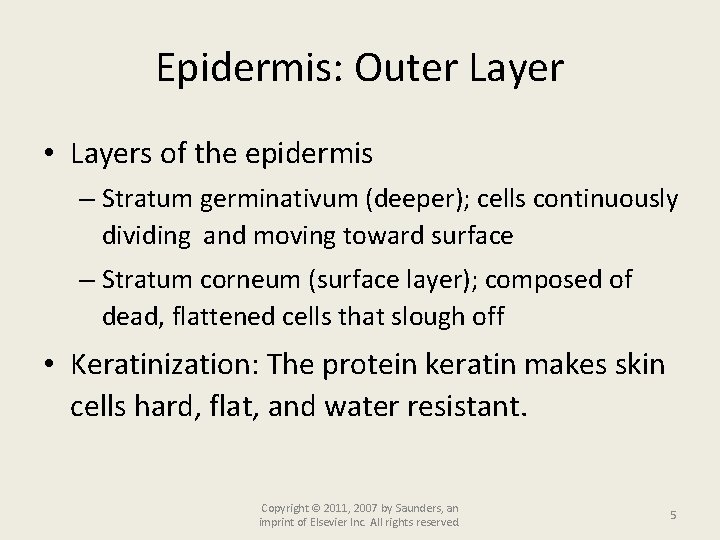 Epidermis: Outer Layer • Layers of the epidermis – Stratum germinativum (deeper); cells continuously