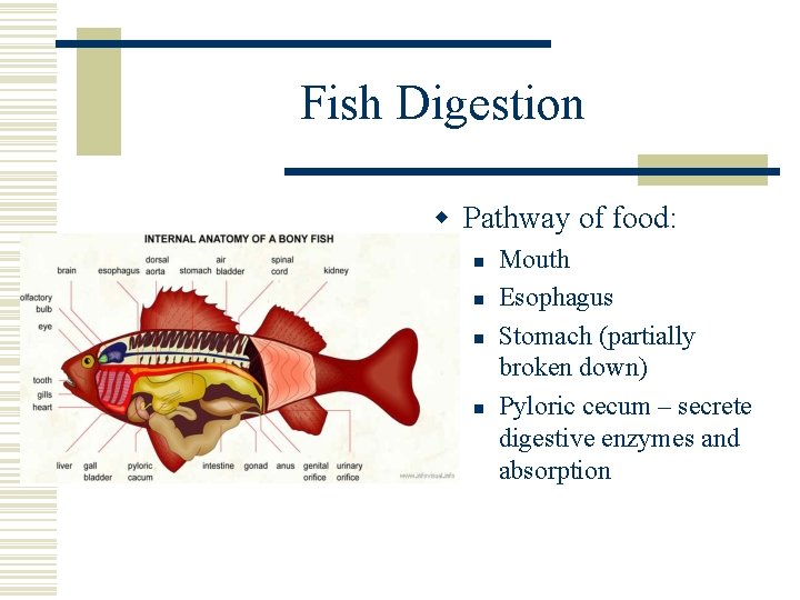 Fish Digestion w Pathway of food: n n Mouth Esophagus Stomach (partially broken down)