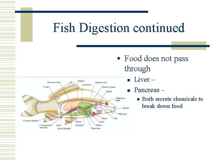Fish Digestion continued w Food does not pass through n n Liver – Pancreas